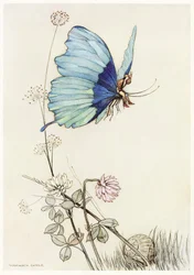 Der Schmetterling erhob sich in die Luft und nahm den kleinen Tom auf seinem Rücken mit, aus The Fairy Book, veröffentlicht 1913